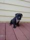 American Bully Puppies for sale in Madison, FL 32340, USA. price: NA