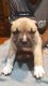 American Bully Puppies for sale in Oxford, NC 27565, USA. price: NA