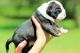 American Bully Puppies for sale in Mt Airy, NC 27030, USA. price: NA