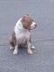 American Bully Puppies for sale in MD-180, Frederick, MD 21703, USA. price: $500