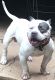 American Bully Puppies for sale in Silver Spring, MD, USA. price: NA
