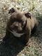 American Bully Puppies for sale in Wallace, NC, USA. price: NA