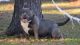 American Bully Puppies for sale in Conway, SC, USA. price: $2,500