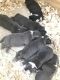 American Bully Puppies for sale in St. Petersburg, FL, USA. price: $500