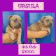American Bully Puppies for sale in West Los Angeles, Los Angeles, CA, USA. price: NA