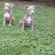 American Bully Puppies for sale in Columbia, MD, USA. price: NA