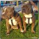 American Bully Puppies for sale in Fontana, CA 92337, USA. price: NA