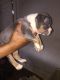 American Bully Puppies for sale in Jamaica, Queens, NY, USA. price: NA