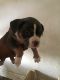 American Bully Puppies for sale in Jamaica, Queens, NY, USA. price: NA
