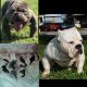 American Bully Puppies for sale in Jacksonville, FL 32244, USA. price: NA