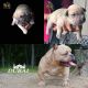 American Bully Puppies for sale in Ann Arbor, MI, USA. price: $2,000