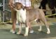 American Bully Puppies for sale in Penn Hills, PA, USA. price: NA