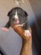 American Bully Puppies for sale in 51 W Northern Ave, Phoenix, AZ 85021, USA. price: NA
