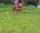 American Bully Puppies for sale in New Port Richey, FL, USA. price: $1,200