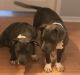 American Bully Puppies for sale in Columbia, SC 29209, USA. price: NA