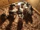 American Bully Puppies for sale in Youngstown, OH, USA. price: $1,500