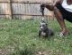 American Bully Puppies for sale in Raytown, MO, USA. price: NA