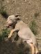 American Bully Puppies for sale in Burlington, NJ 08016, USA. price: NA