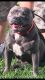 American Bully Puppies for sale in Madison Ave, Indianapolis, IN, USA. price: $950