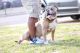 American Bully Puppies for sale in Olive Branch, MS 38654, USA. price: NA