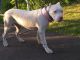 American Bully Puppies for sale in Coal Township, PA, USA. price: NA