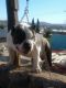 American Bully Puppies for sale in Rio Rico, AZ 85648, USA. price: NA