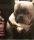 American Bully Puppies for sale in Southwest Fwy, Houston, TX, USA. price: NA