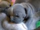 American Bully Puppies for sale in Danbury Ct, Danbury, CT 06810, USA. price: NA