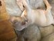 American Bully Puppies for sale in Burlington, NJ 08016, USA. price: NA