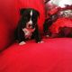 American Bully Puppies for sale in Ashland, NY 12407, USA. price: $2,000