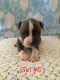 American Bully Puppies for sale in 51 W Northern Ave, Phoenix, AZ 85021, USA. price: NA