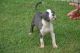 American Bully Puppies for sale in Tulsa, OK, USA. price: $375