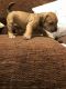 American Bully Puppies for sale in Clemmons, NC, USA. price: $1,000