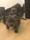 American Bully Puppies for sale in Youngstown, OH, USA. price: $1,000