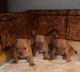 American Bully Puppies for sale in Waterford Twp, MI, USA. price: $2,500
