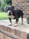 American Bully Puppies for sale in Lexington, SC, USA. price: $2,500