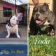 American Bully Puppies for sale in Clovis, CA, USA. price: NA
