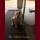 American Bully Puppies for sale in Clovis, CA, USA. price: NA