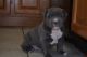 American Bully Puppies for sale in Unionville, VA 22567, USA. price: NA