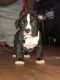 American Bully Puppies for sale in Wilmington, DE, USA. price: $1,200