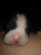American Bully Puppies for sale in Maple Heights, OH, USA. price: $1,000