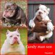 American Bully Puppies for sale in Zion, IL 60099, USA. price: $2,500