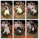 American Bully Puppies for sale in Flint, MI, USA. price: $2,500