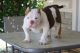 American Bully Puppies for sale in Yuba City, CA, USA. price: NA
