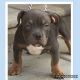 American Bully Puppies for sale in Oroville, CA, USA. price: NA