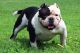 American Bully Puppies for sale in King George, VA 22485, USA. price: NA
