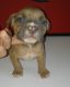 American Bully Puppies for sale in El Monte, CA 91733, USA. price: NA