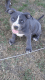 American Bully Puppies for sale in Fortuna, MO 65034, USA. price: NA
