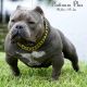 American Bully Puppies for sale in Coral Springs, FL, USA. price: NA