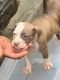 American Bully Puppies for sale in Donaldsonville, LA 70346, USA. price: NA